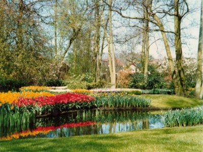 Picture of tulips in Holland